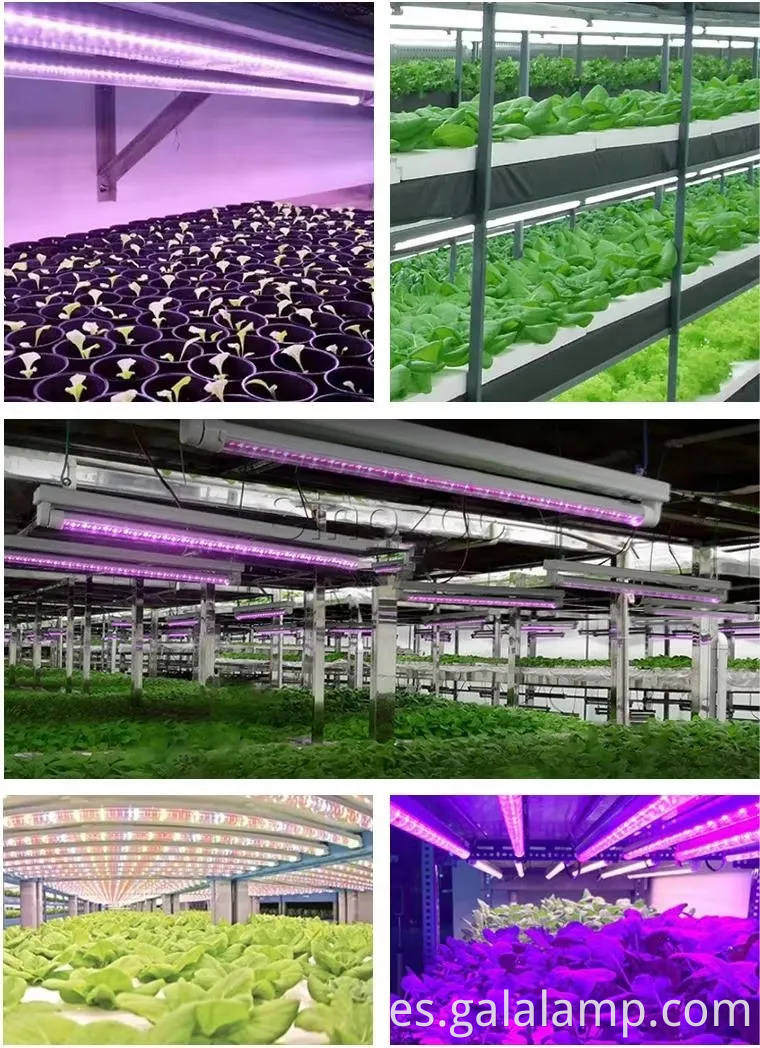 Cultivar plántulas, luz de suplemento para el crecimiento, luz de planta del espectro completo T5